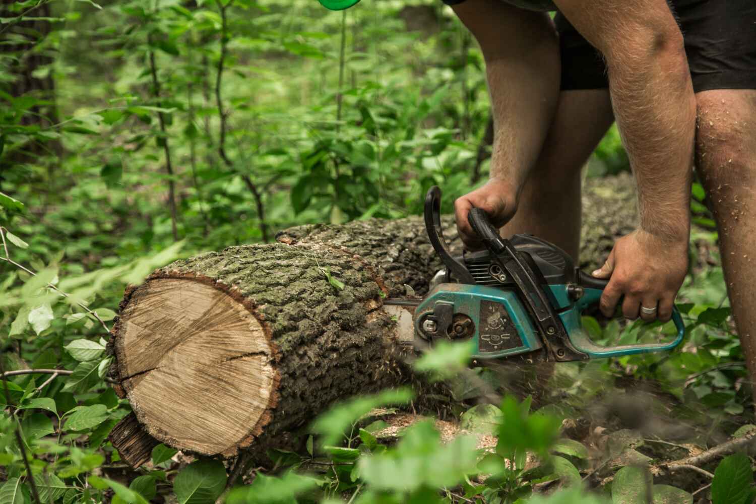 The Steps Involved in Our Tree Care Process in Liberty, UT